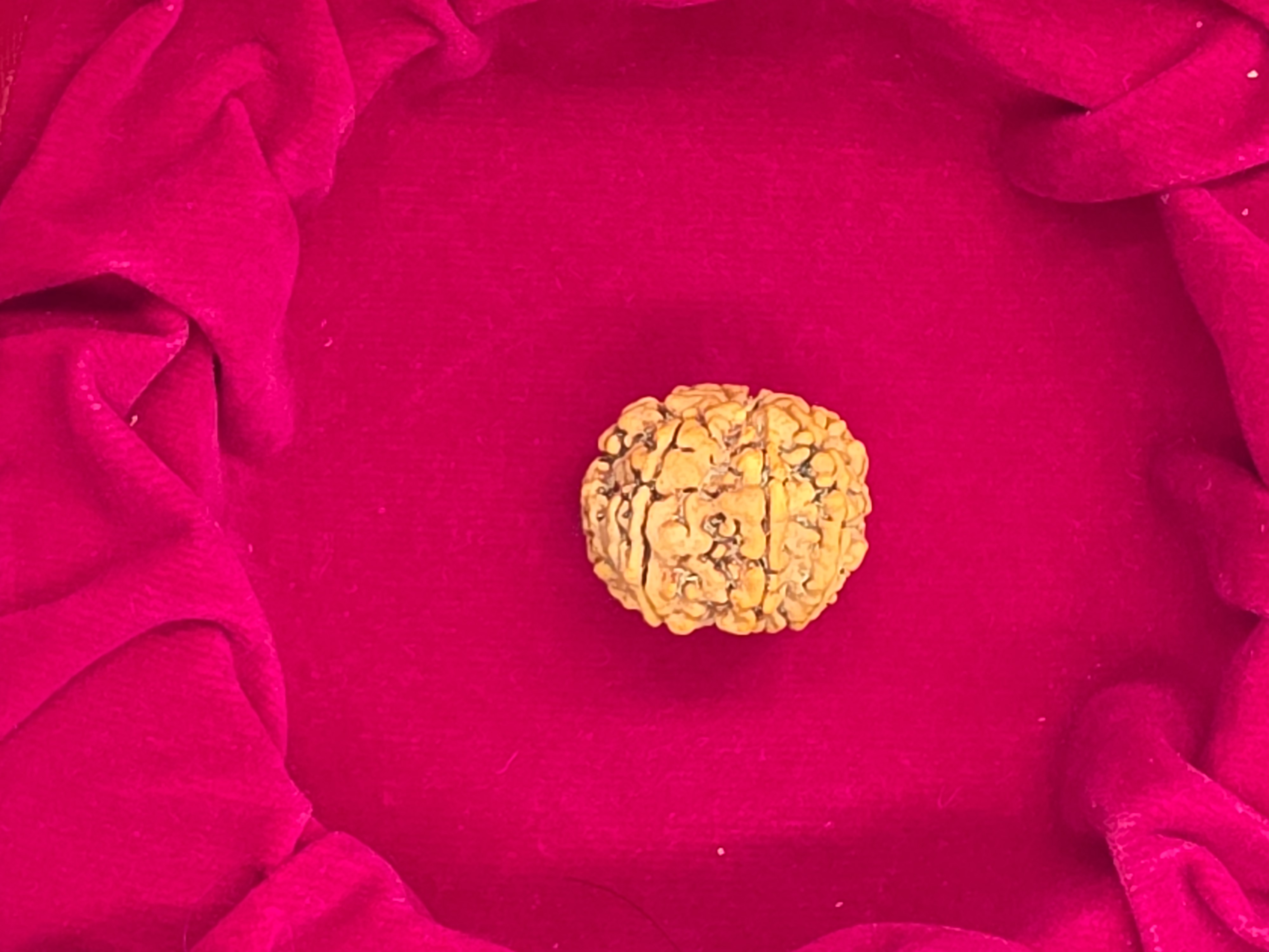 7 Mukhi Nepal Rudraksha 3