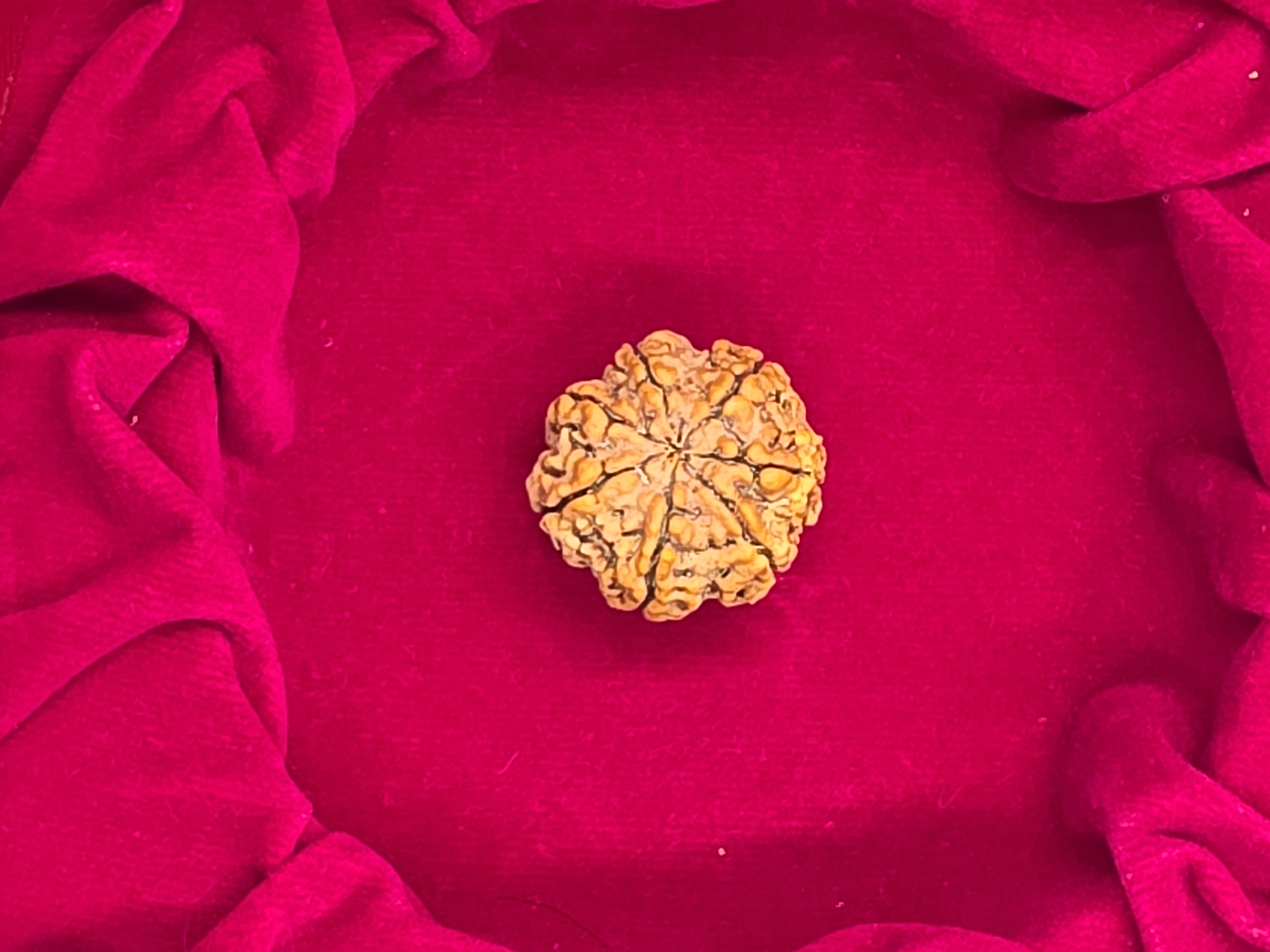7 Mukhi Nepal Rudraksha 4