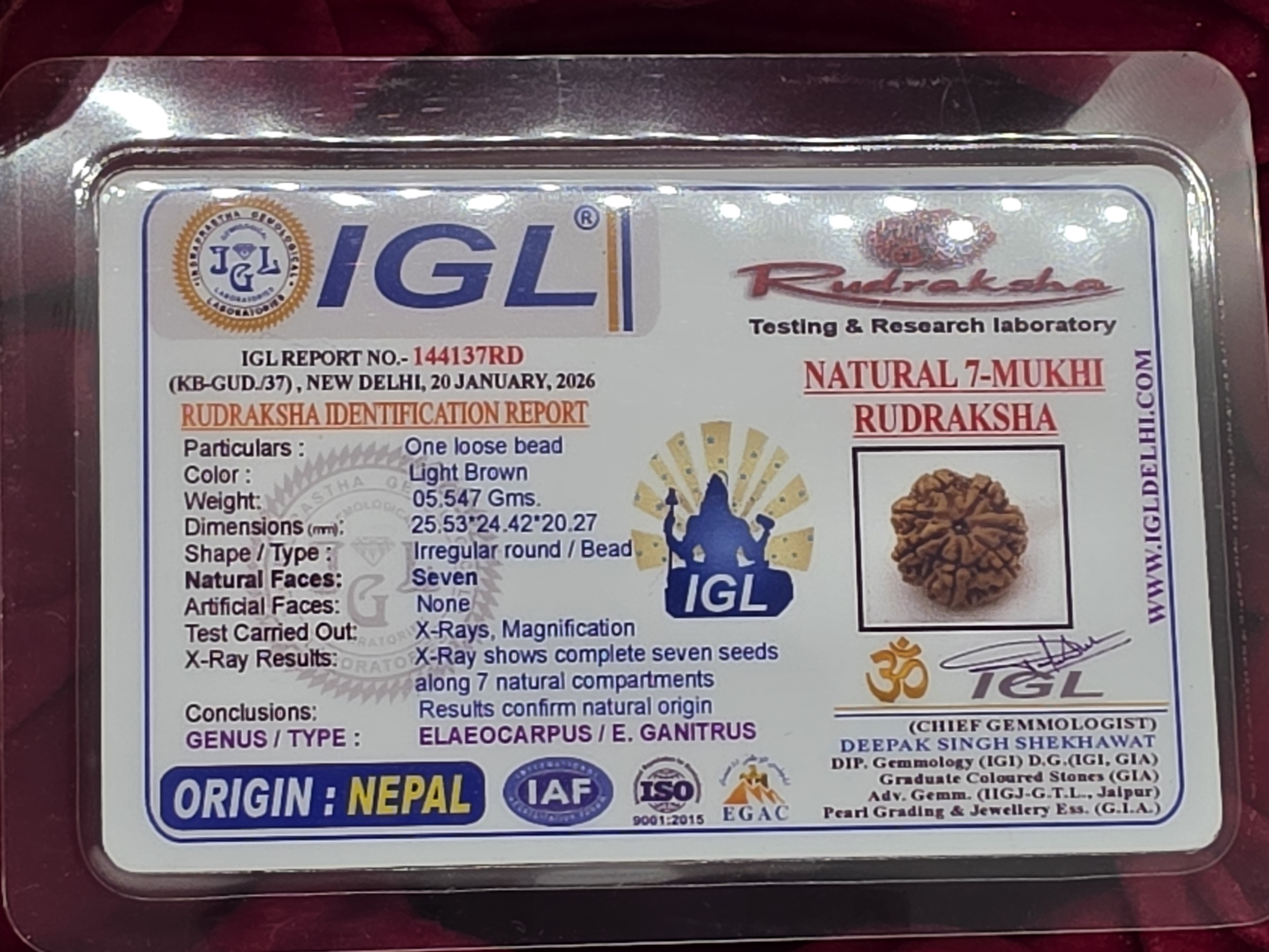 7 Mukhi Nepal Rudraksha 5
