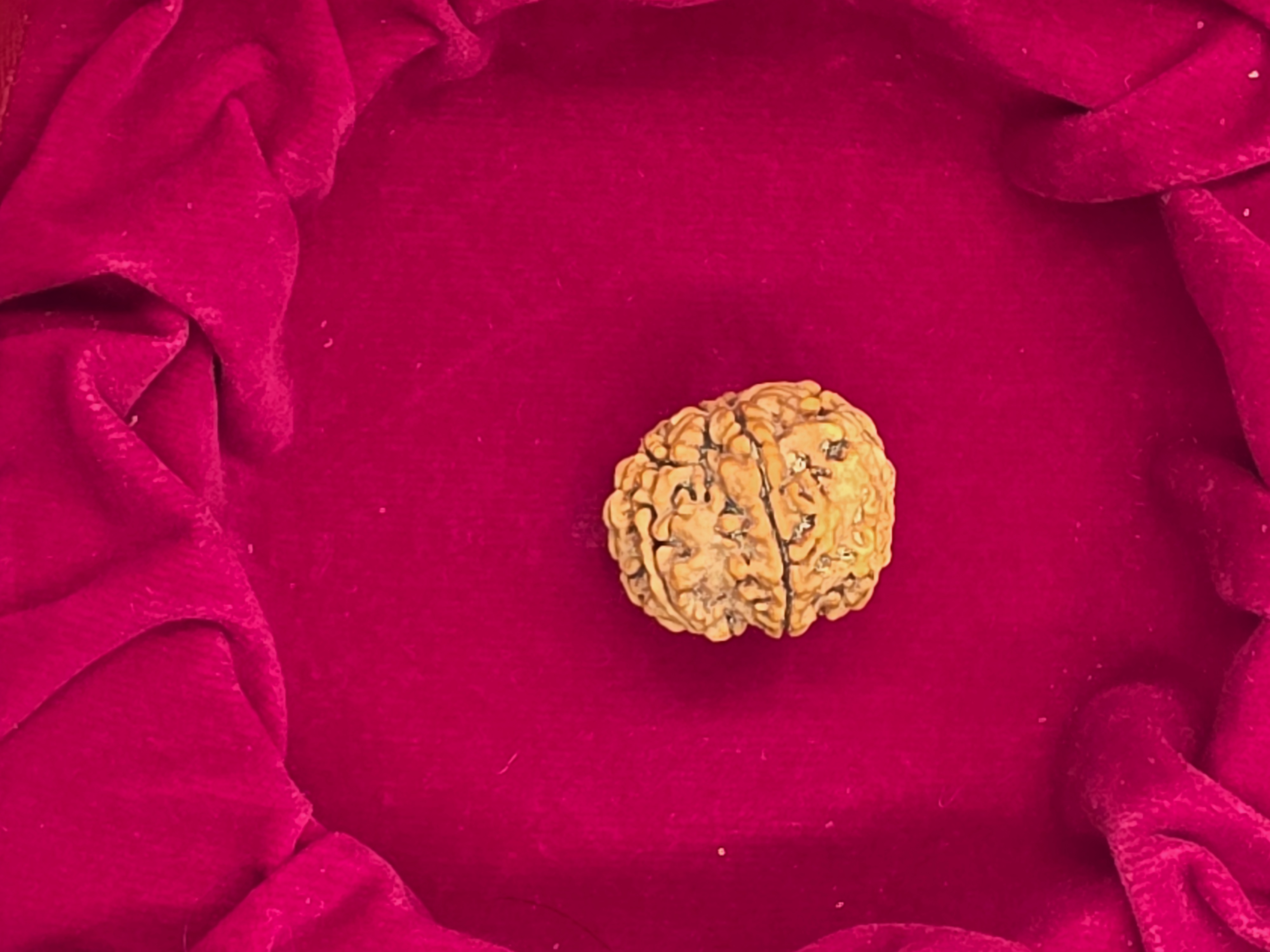 7 Mukhi Nepal Rudraksha 2