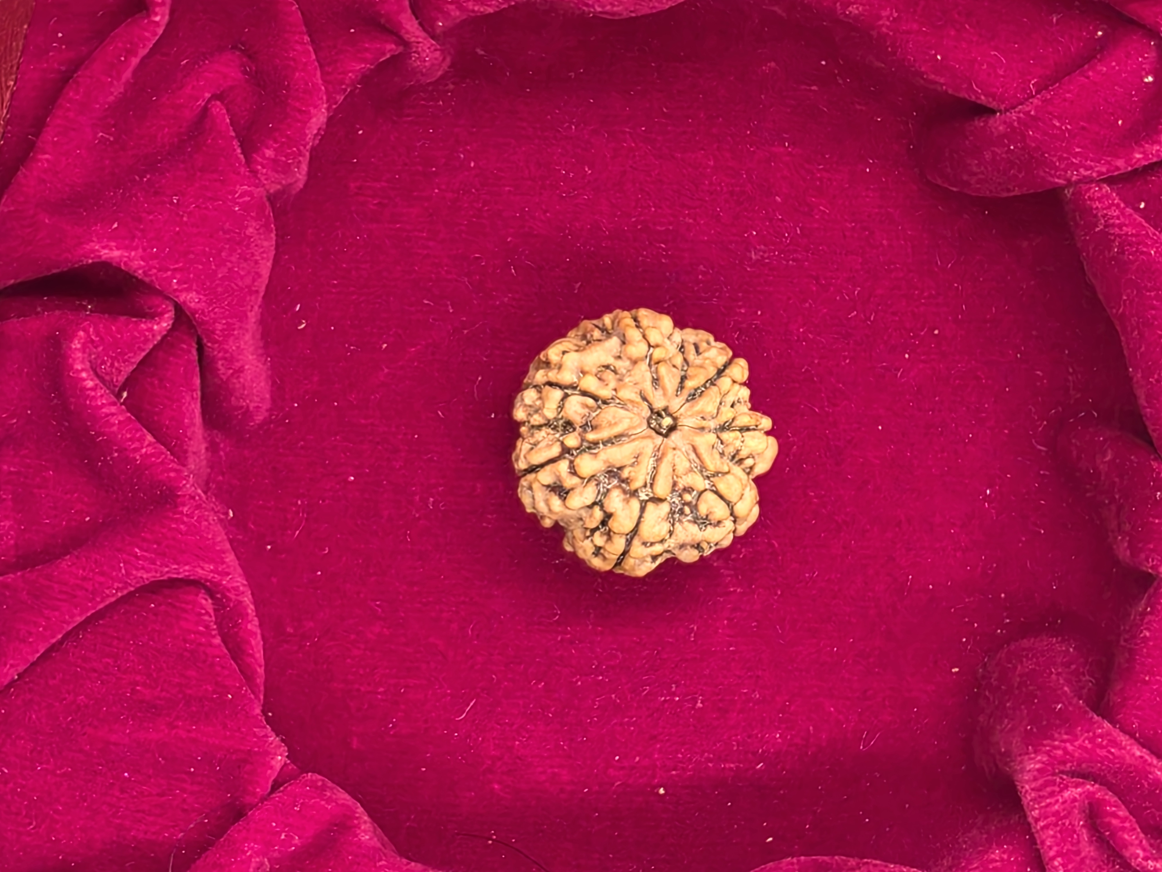 7 Mukhi Nepal Rudraksha
