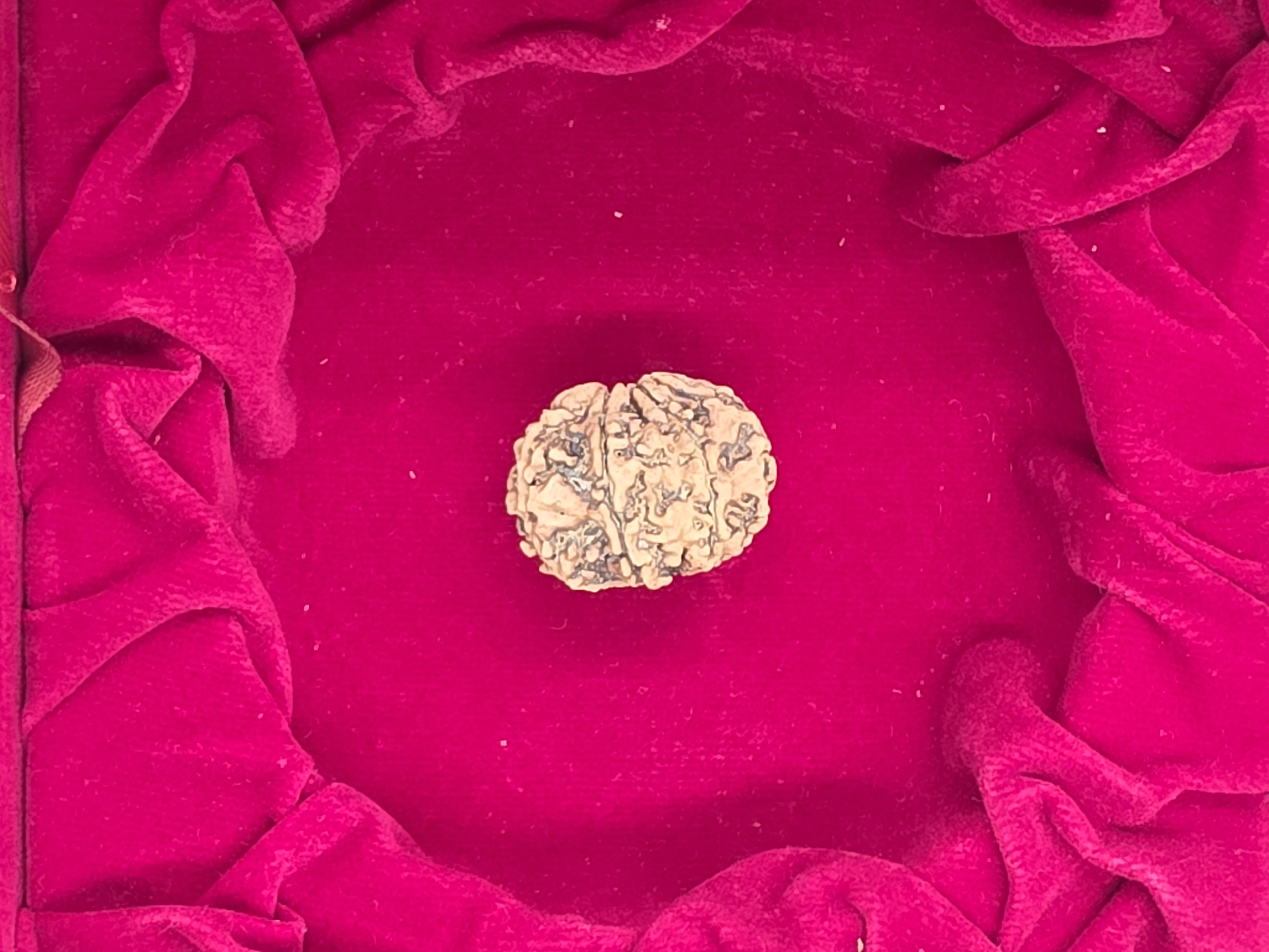 8 Mukhi Nepal Rudraksha 3