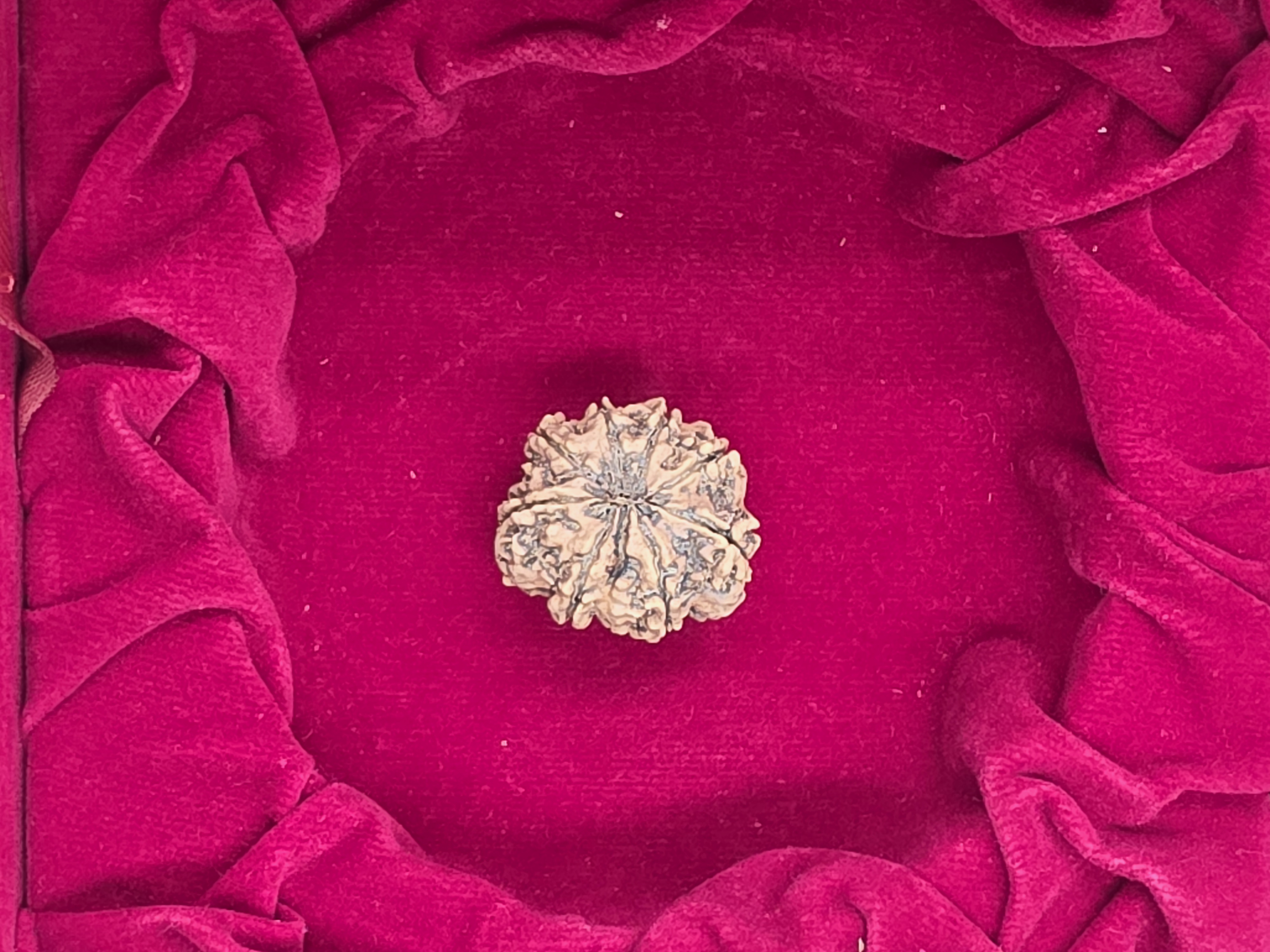 8 Mukhi Nepal Rudraksha 4