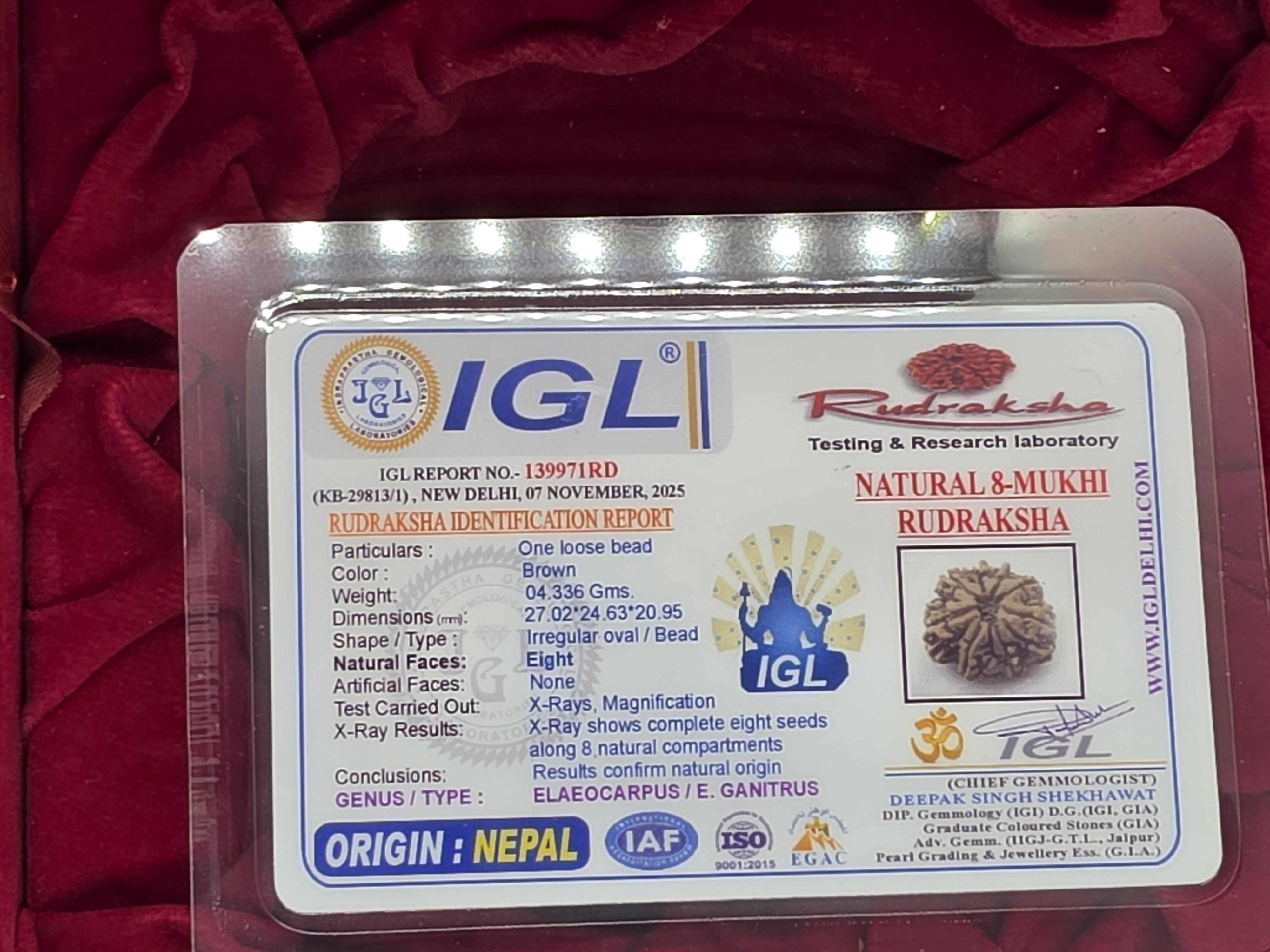 8 Mukhi Nepal Rudraksha 5