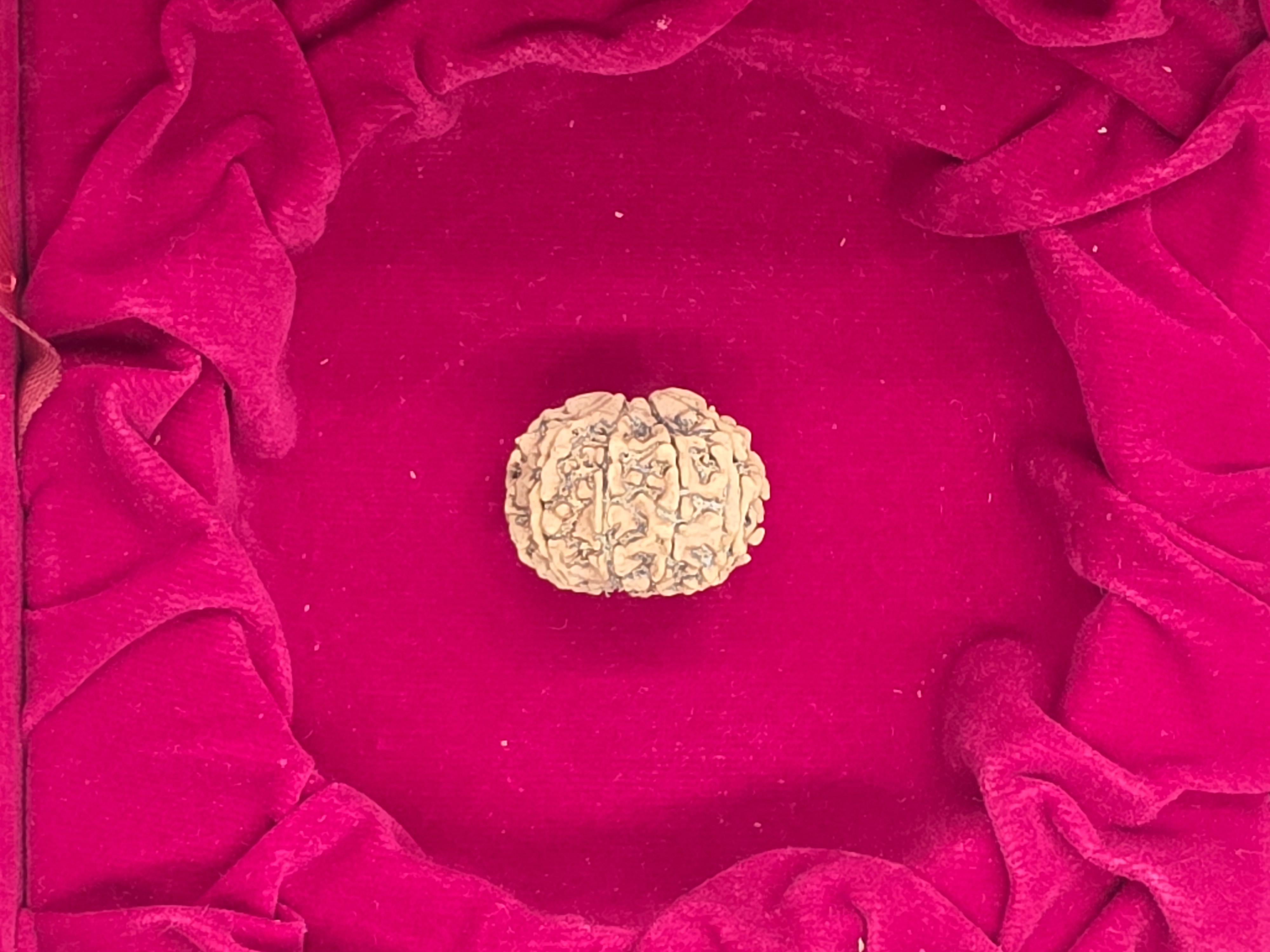 8 Mukhi Nepal Rudraksha 2