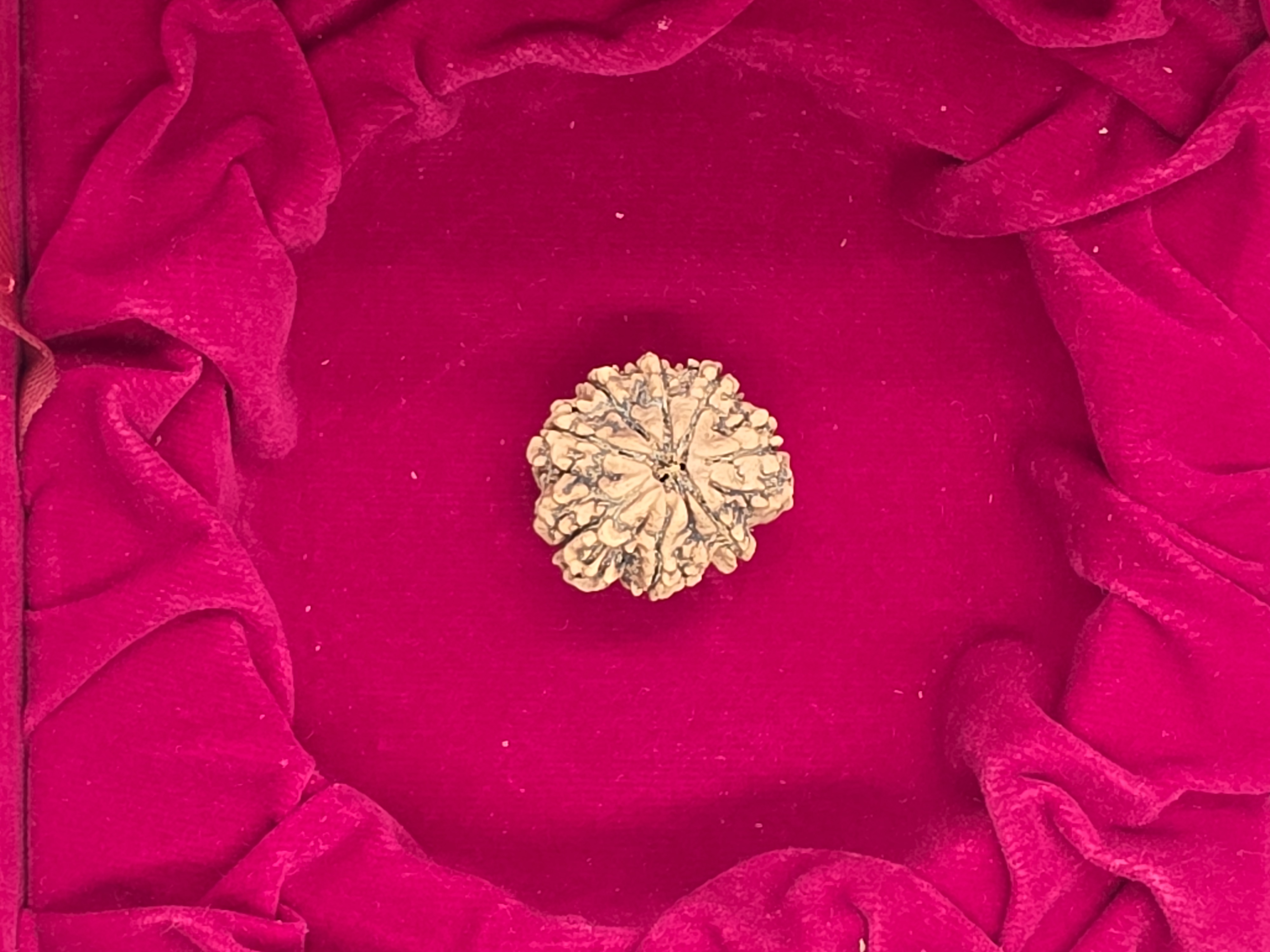 8 Mukhi Nepal Rudraksha