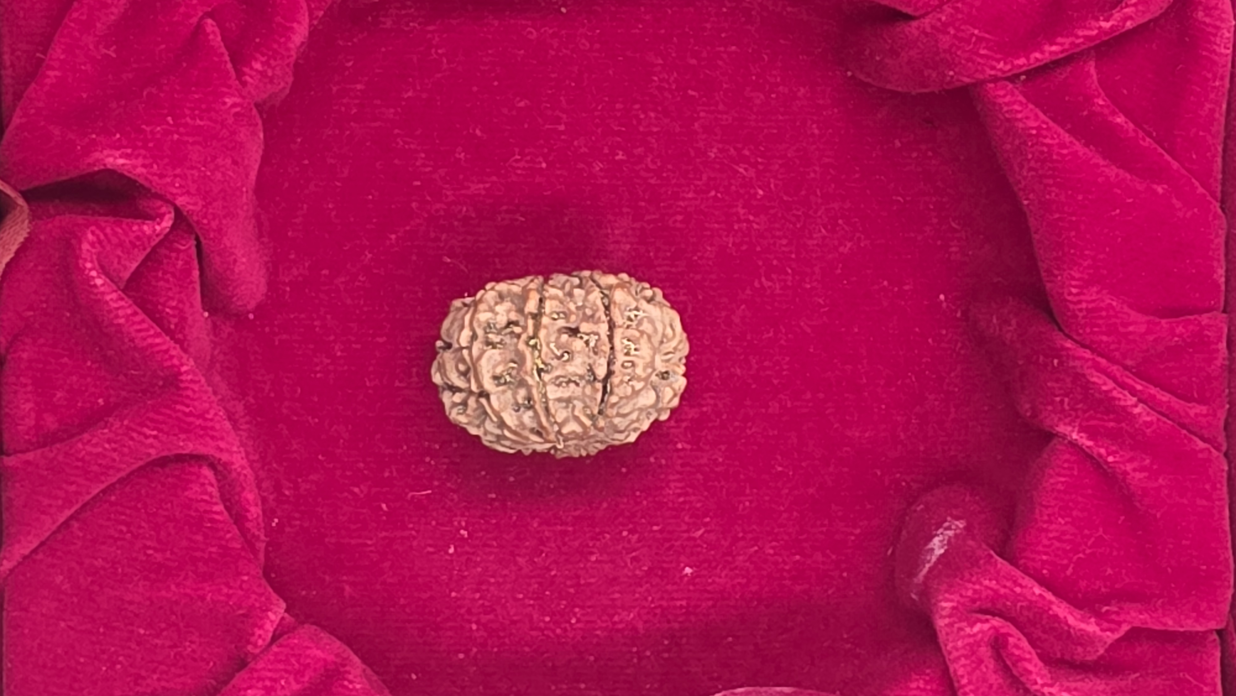 9 Mukhi Nepal Rudraksha 3