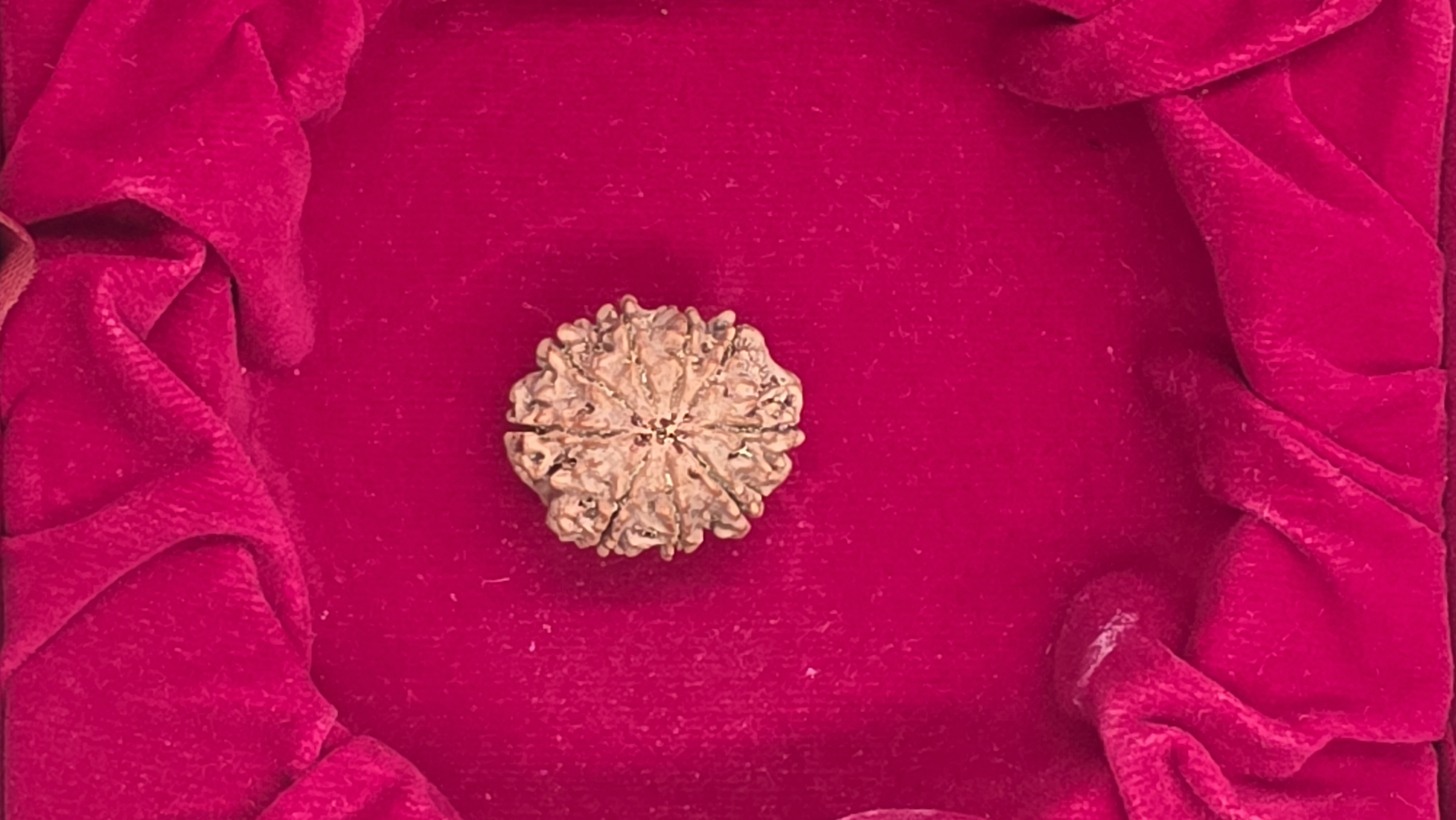 9 Mukhi Nepal Rudraksha 4