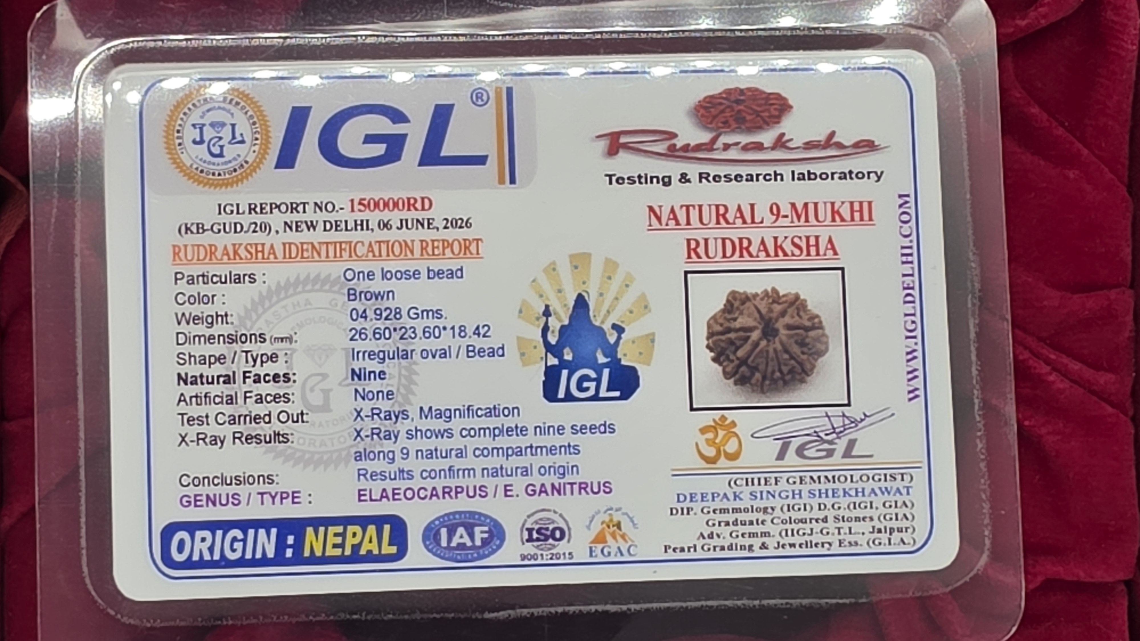 9 Mukhi Nepal Rudraksha 5