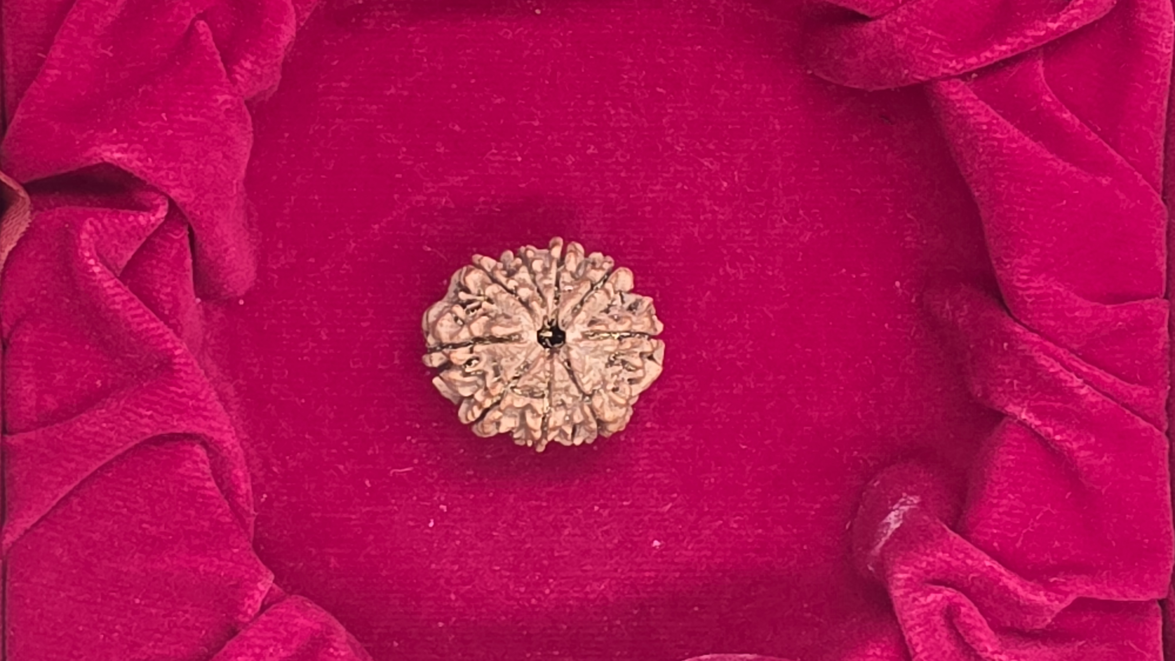 9 Mukhi Nepal Rudraksha