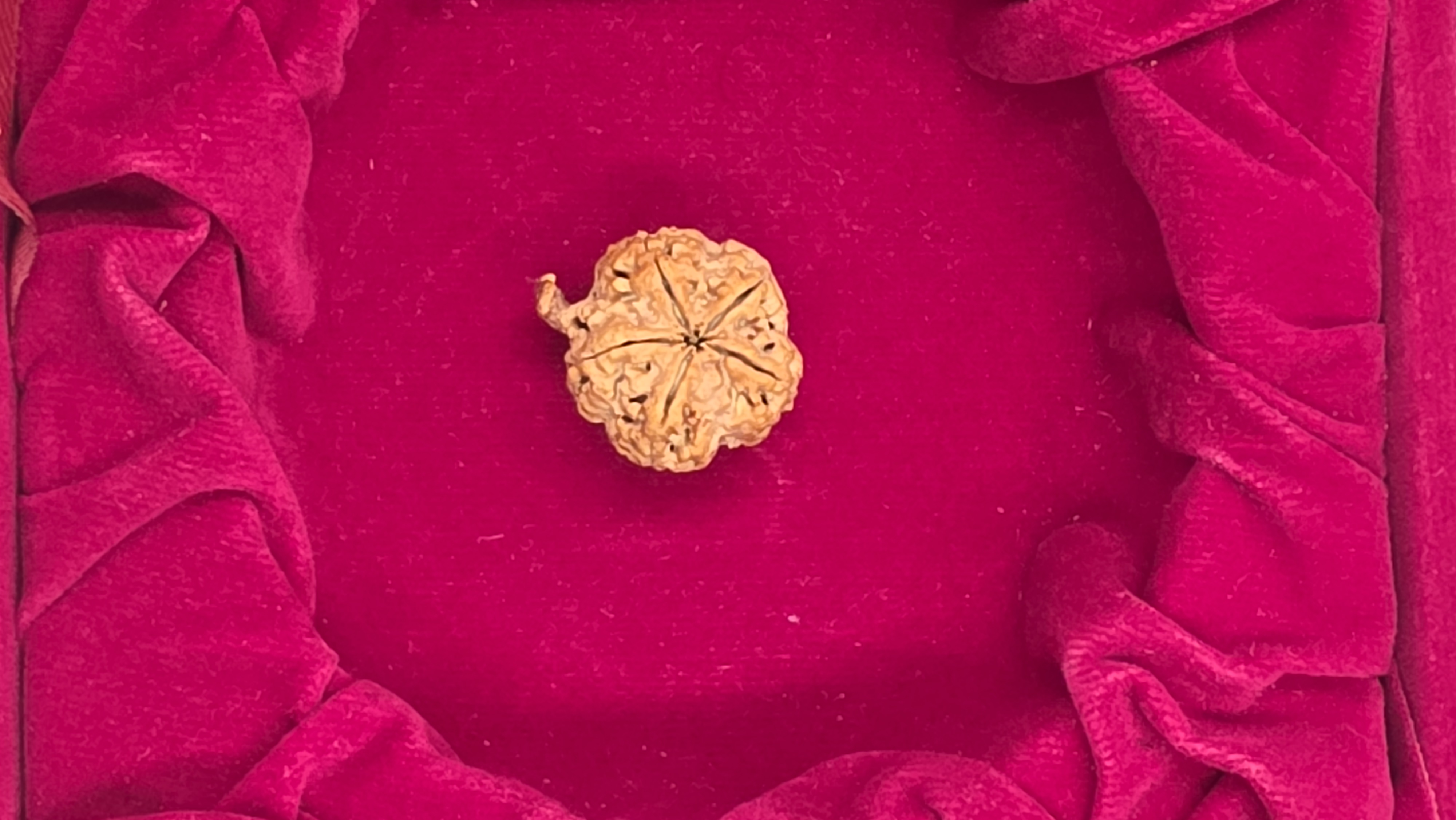 Ganesh Rudraksha 4
