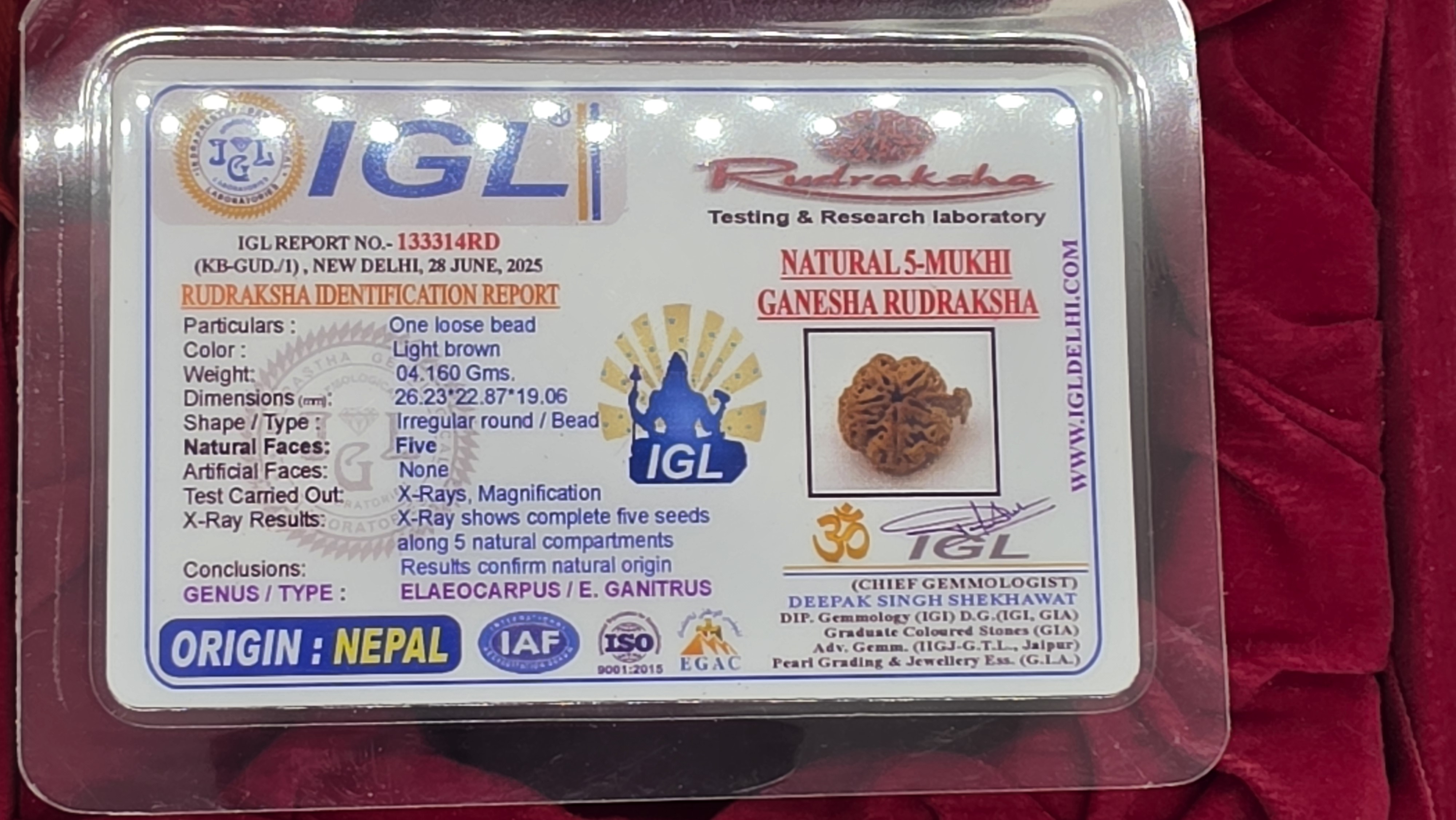 Ganesh Rudraksha 5