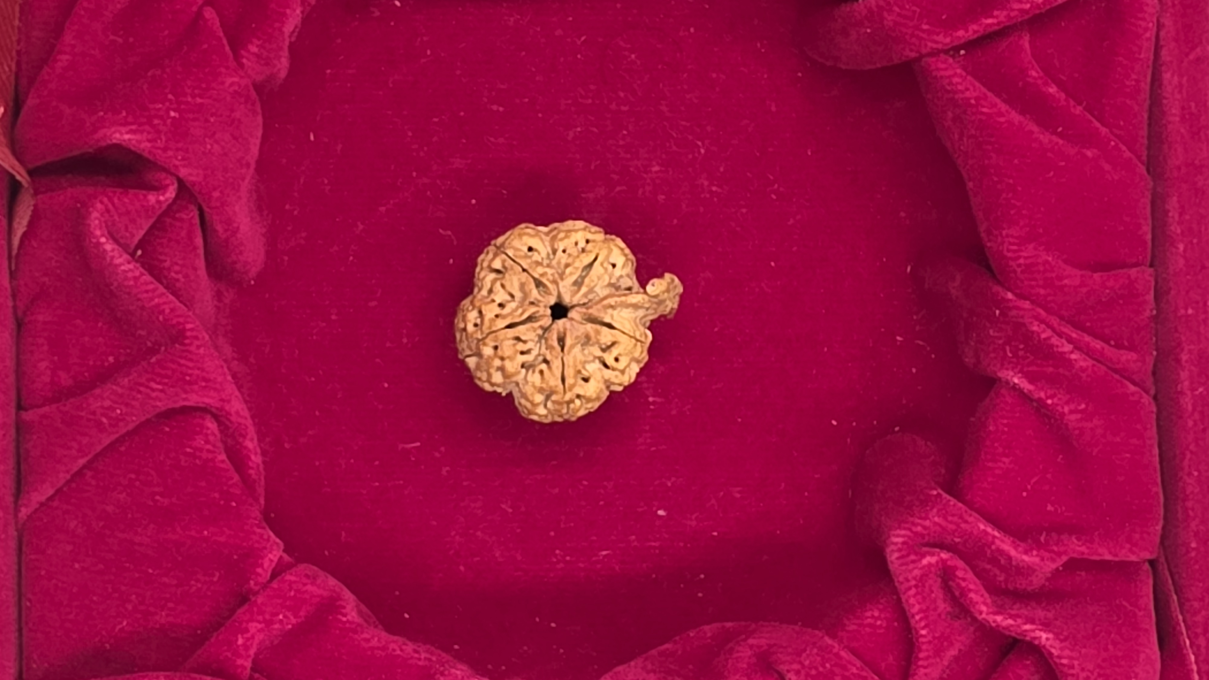 Ganesh Rudraksha
