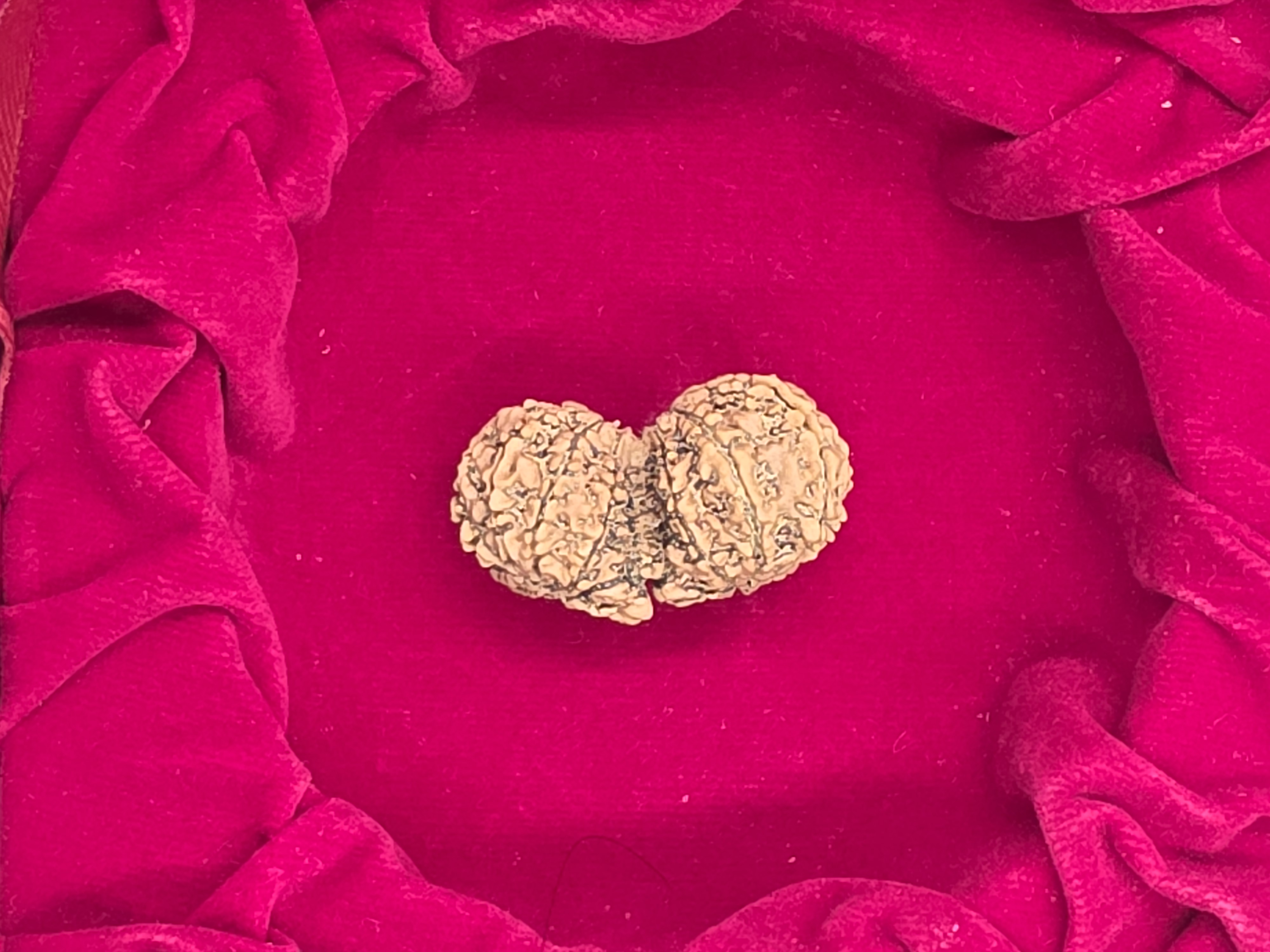 Gowri Shankar Nepal Rudraksha 3