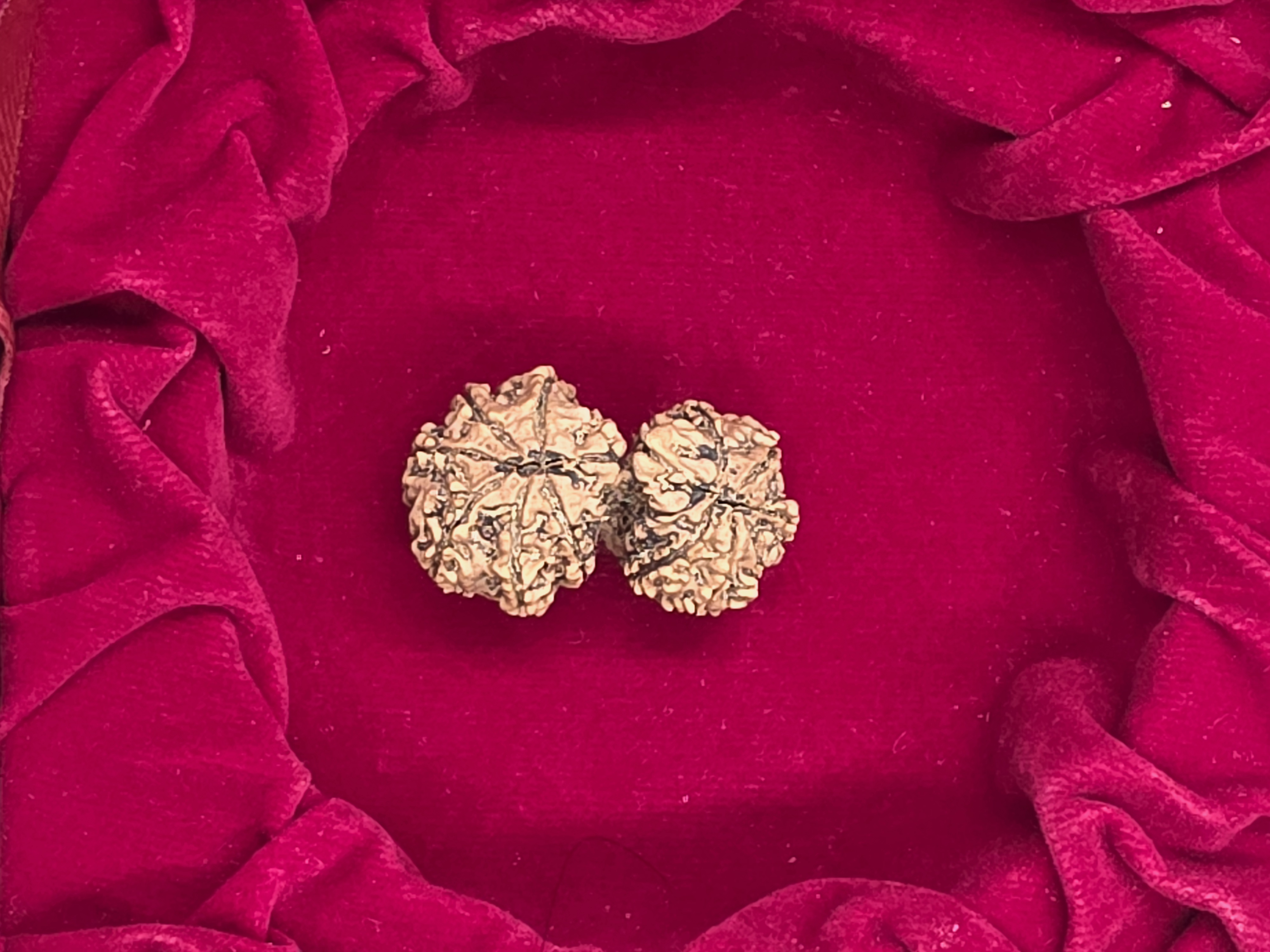 Gowri Shankar Nepal Rudraksha 4