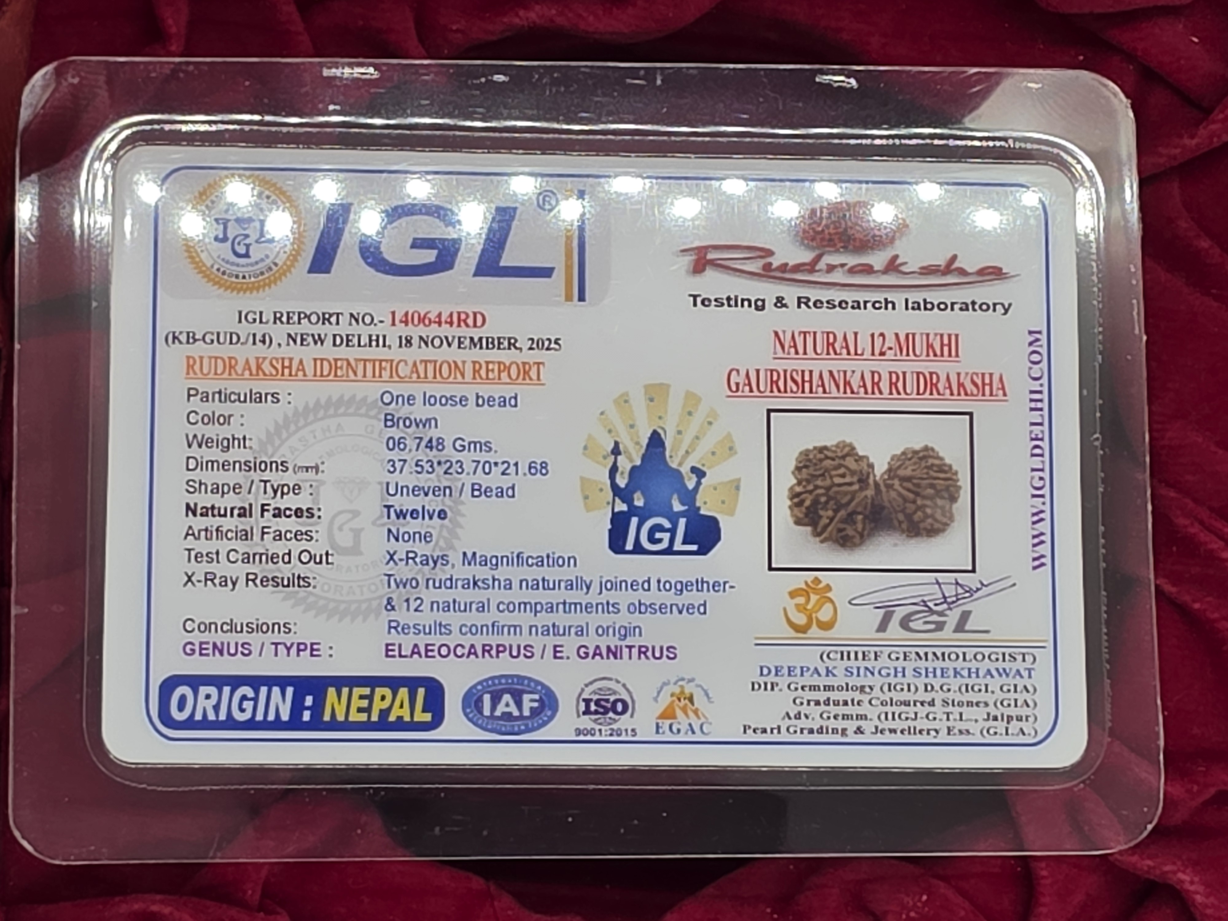 Gowri Shankar Nepal Rudraksha 5